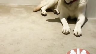 Funny Dog Viral Video 22