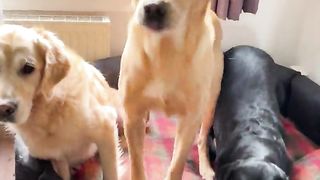 Pet | The Whole-Body Wriggler: My Lab's Excitement | WiggleTales | FunFM