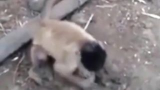 Funny Monkey Viral Video 39