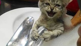 Cats are the most adorable animals