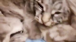 Music | Unleash the Beats: "Cat Slam" | PurrfectRhythms | FunFM