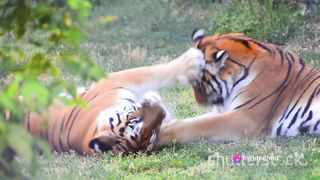 Lion Vs Tiger The Ultimate showdown