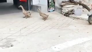 Ducks friends out for walk