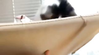 Funny cats and dogs 18