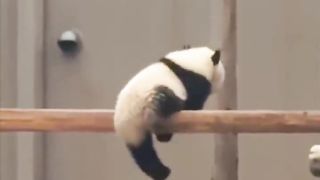 Cute panda taking a break
