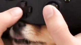 New buttons have been added to the game's controller.