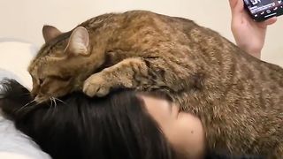 A jealous cat that gets in the way