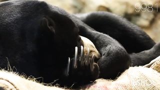 bear resting