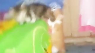 kittens helping each other