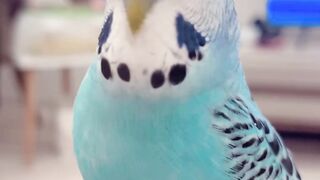 Cute bird