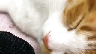 funny cat videos 2022#funny cats#try not to laugh#funny pets#cats#shorts#short