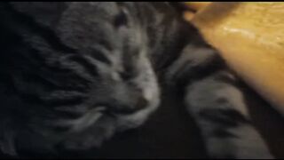CUTE CAT mix video ???????????? Funny cats Sleeping ???????? Cute cat funny moments video ????