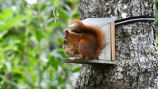 Lovely squirrel