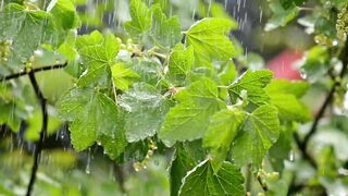 RAIN DROPS A&L