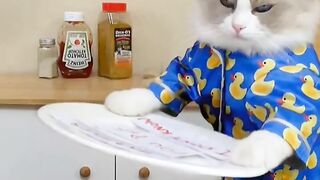 Cats make food 2022 that little Puff_tiktok compilation #66.mp4