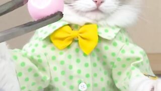 Cats make food 2022_that little puff_tiktok compilation #62.mp4