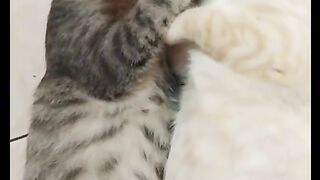 Cats making love out of nothing