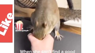Best of funny animals ????????????????