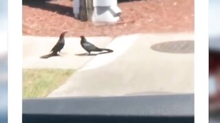 Best funny animals you have ever seen on Tik Tok