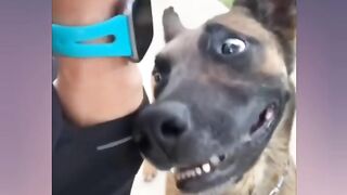 It's funny animals time