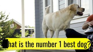 the number one dog in the world