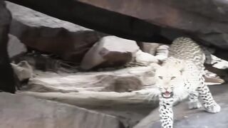 60 Interesting Animal Moments Caught On Camera