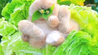 Rabbit