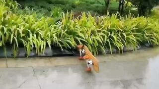 DoGgY liFe