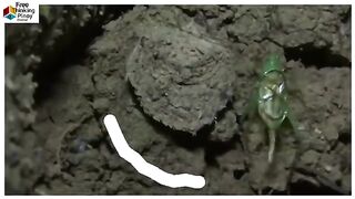Special spiders/amazing wildlife