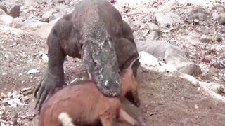 Komodo Dragon eats, claws and swallows goat carcasses