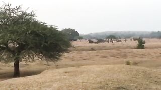 Artillery Firing