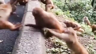 Two monkey groups fighting with each other