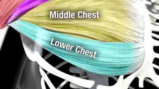 Build A Bigger Chest Using Cables