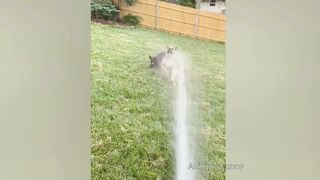 Funniest Animals videos 2022, Funny dogs, cats and other animals videos 2022, Try Not To Laugh