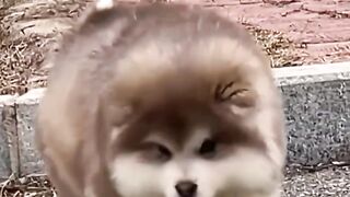 Top funny cute Dogs videos and TIKTOK Compilation 2022
