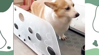 Funny Cute animals Videos cute moment of the animals - #09