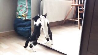 Funny Cat And mirror Video-Funny video-