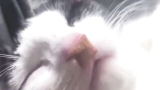 Funniest Cats and Dogs - Funny Animal Videos