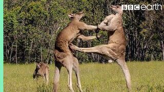 The Greatest Fights In The Animal Kingdom | Top 5 | BBC Earth