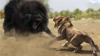 Top 10 Strongest Animals That The Lion Never Want to Meet - Blondi Foks