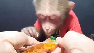 Cute and funny cat and monkey