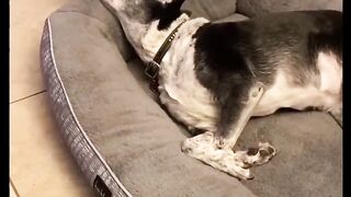 Funny Dogs Compilation
