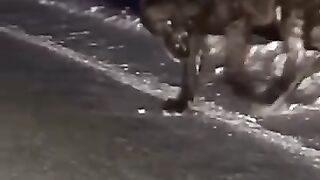 Wolf in the streets