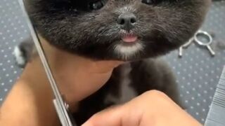Adorable puppies of 2022