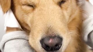 GOLDEN RETRIEVER MASSAGE | Watch my Videos and Comment down below I follow you Back