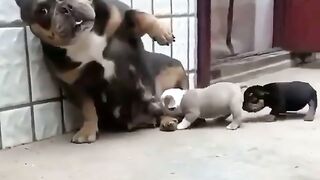 Sweet family