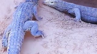 Wildlife 4  Big Fight
