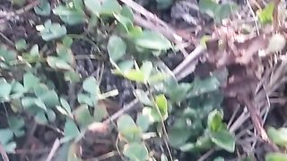 Animal lovers