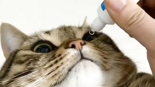Funny cat ???? 4