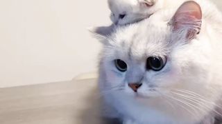 funny & cute cat ????